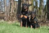 ROTTWEILER 509